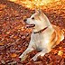 Image result for Akita Dog Puppy