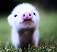 Image result for Free Cute Baby Pigs