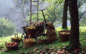 Image result for Fall Apple Background