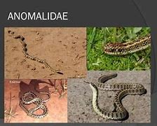 Image result for anomalidae