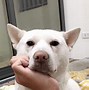 Image result for Dog with Nails Meme