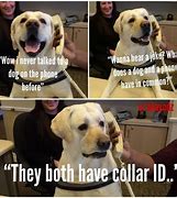 Image result for Dog On Phone Meme