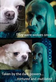 Image result for Saruman Orb Meme Large