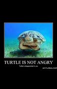 Image result for Answer Me Turtle Meme