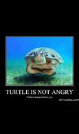 Image result for Sea Turtle Meme