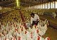 Image result for Factory Farming