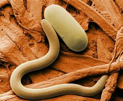 Image result for "parasitic-nematodes"