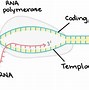 Image result for Transcription Easy Drawing