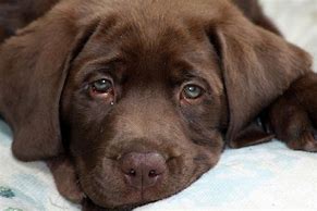 Image result for Sad Puppy Dog Crying