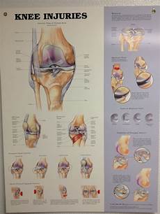 27 Best Images About Knee Anatomy On Pinterest Knee