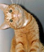 Image result for Funny Orange and White Cat