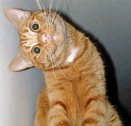 Image result for Funny Orange Cat