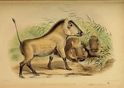 Image result for co_to_za_zoological_society_of_london