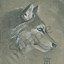 Image result for Wolf Profile Drawing