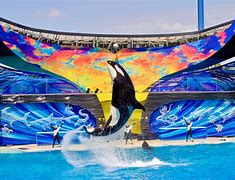 Image result for seaworld san antonio