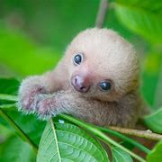 Image result for Sloth Standing Up