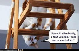 Image result for Cat Ladder Meme