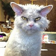 Image result for Funny Ugly Cats