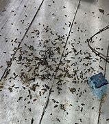 Image result for Bat Guano On a Car
