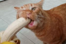 Image result for Dumb Banana Cat Meme