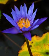 Image result for Lotus Pods Photoshopped On Skin