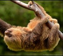 Image result for Baby Two Toed Sloth