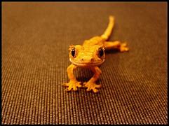 Image result for Baby Gecko Lizard