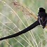 Image result for Small Birds in Longleat African Safari