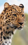 Image result for Leopard and Cheetah Mix