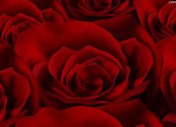 Image result for Dark Red Rose Texture