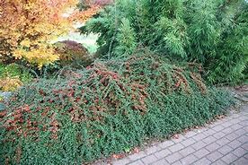 Image result for Cotoneaster suecicus Coral Beauty