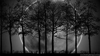 Image result for Dark Forest Trees Moon