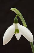 Image result for Galanthus Helen Tomlinson