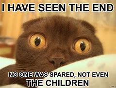 Image result for Scared Cat Funny Meme