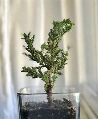 Image result for Baby Tree