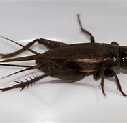 Image result for Cricket with 2 Legs