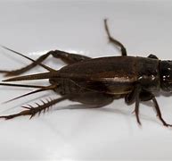 Image result for Black and Yellow Crickets