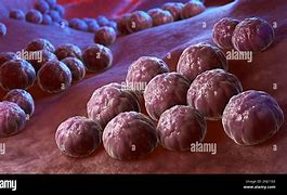 Image result for Chlamydia Trachomatis