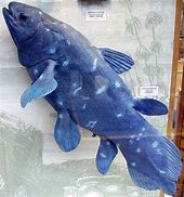 Image result for Prehistoric Fish Coelacanth