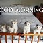 Image result for Cat Says Morning Meme