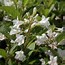 Image result for Weigelia Candida