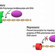Image result for What Is a Gene Expression