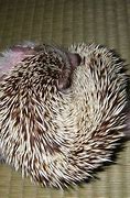 Image result for Hedgehog Tail