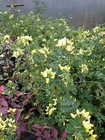 Image result for coronilla