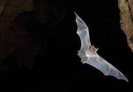 Image result for Cave Bat Being Held