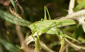 Image result for Cricket Insect Jumping