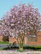 Image result for Magnolia loebneri Leonard Messel