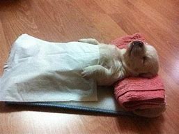 Image result for Funny Cute Puppies Sleeping