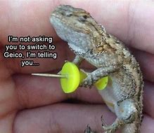 Image result for Funny Gecko Pics