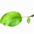 Image result for Apple Leaf